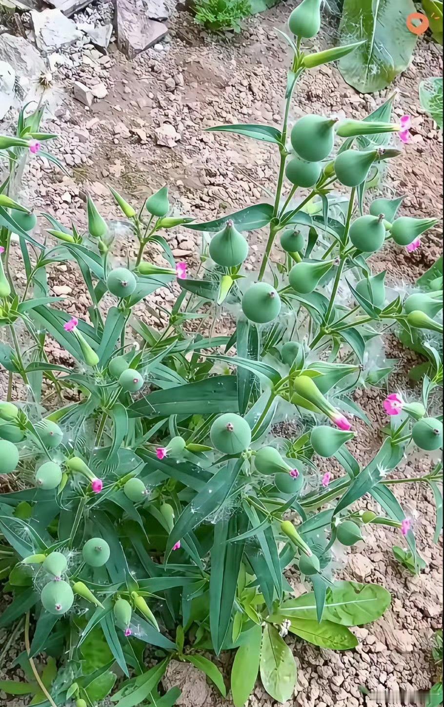 这是什么植物啊？是王不留吗？ 