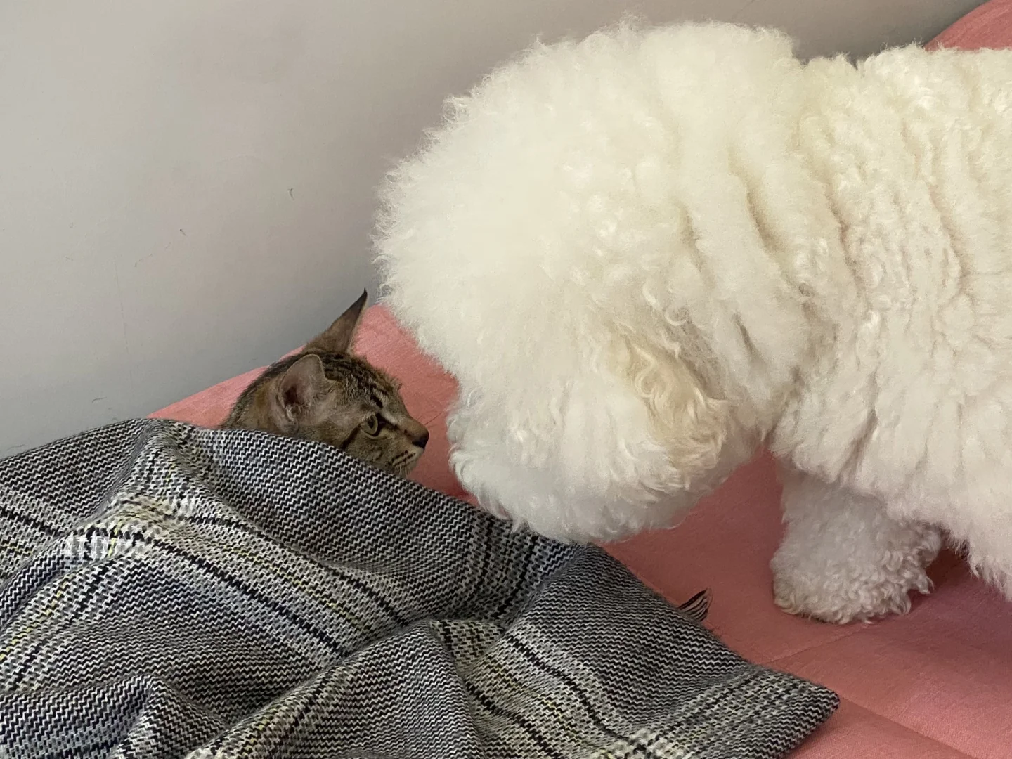 🐶大福：猫猫贴贴～ 🐱多比：勿扰