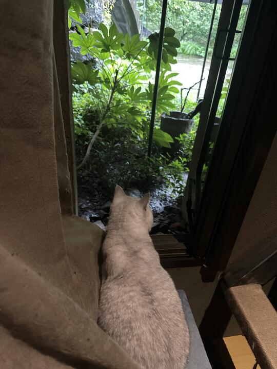 一只猫看窗外
