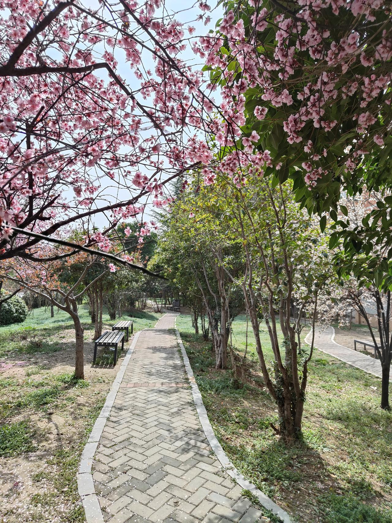 晒一晒随手一拍的花朵桃花、梨花、草地、小道、爬着藤蔓的围墙……构成春天里，最具生