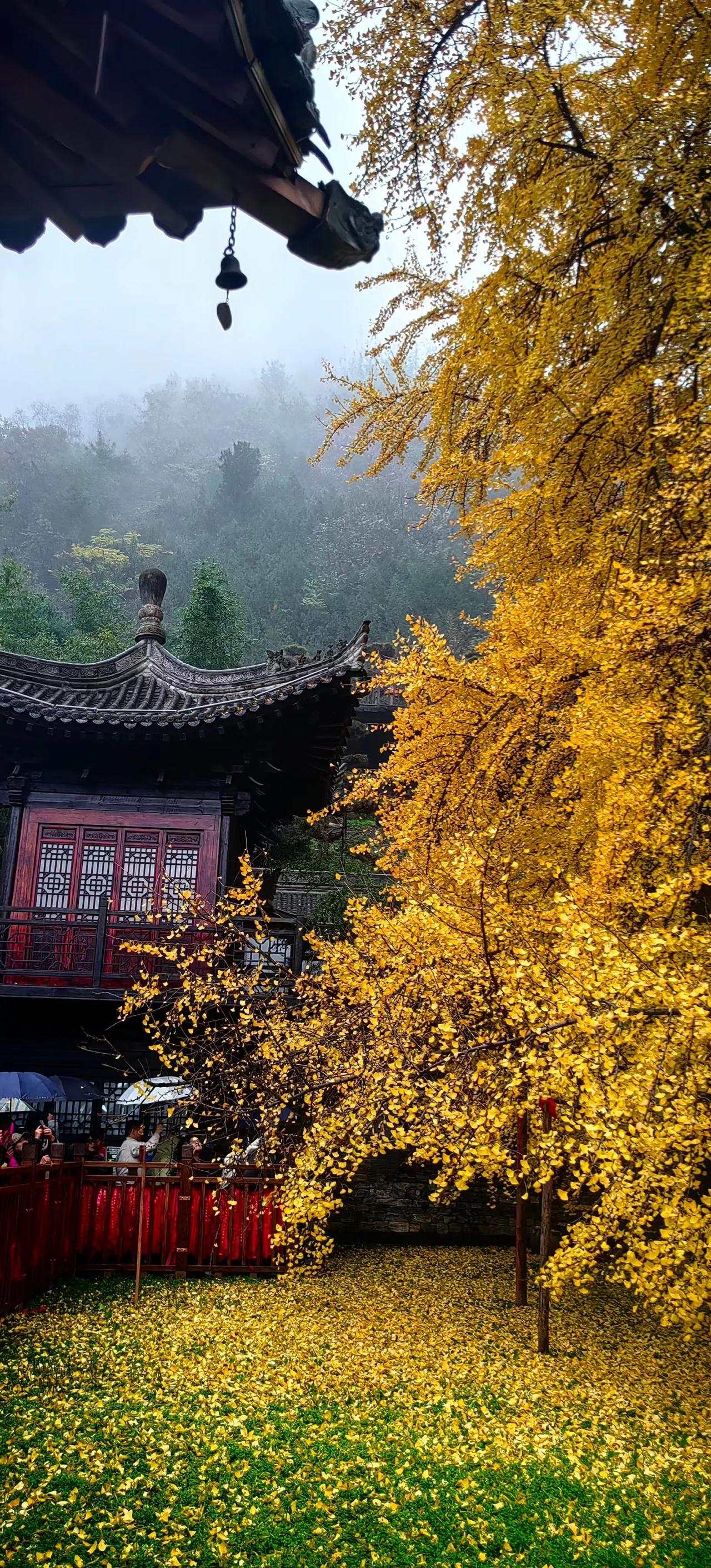 雨中的古观音禅寺！禅意满满！
唐太宗李世民在古观音禅寺亲手种下的银杏树，一转眼便