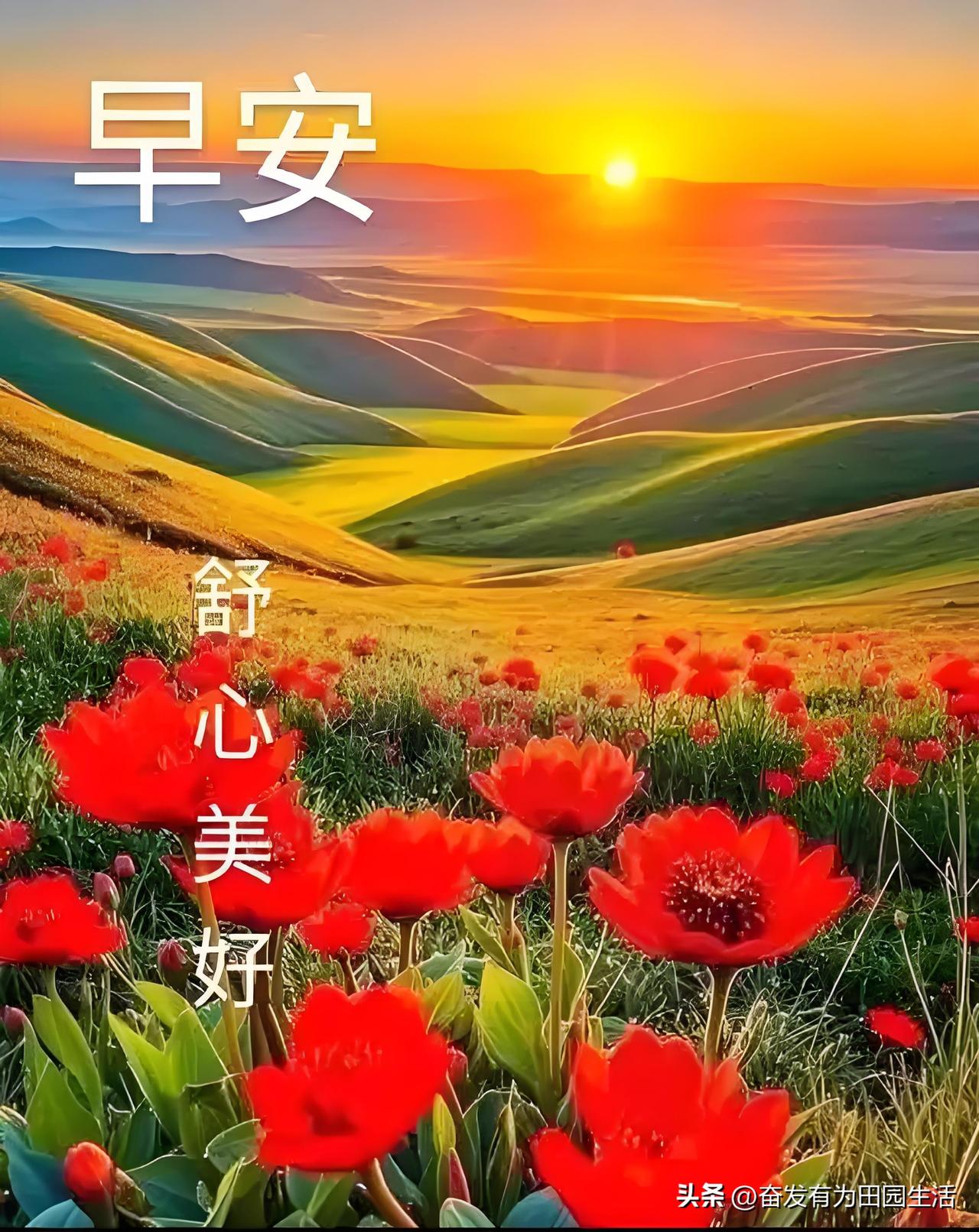 早安，晨曦中的花海，早安舒心美好！🌅🌸