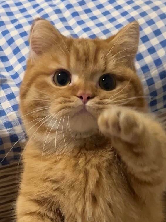 小猫可爱，让人想摸它的小爪子！ ​​​