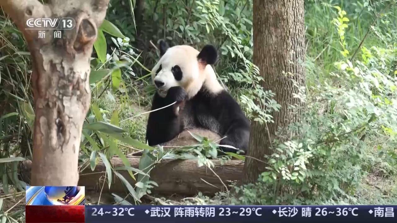 这效率杠杠的！
前脚中美对话成果刚公布，后脚大熊猫就已经上了去美国的飞机。
今天