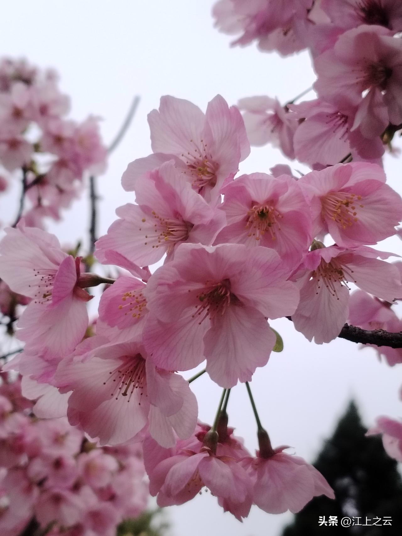 樱桃盛开，好运自然来！
拍摄于2026.3.21，江西.南昌.艾溪湖湿地公园