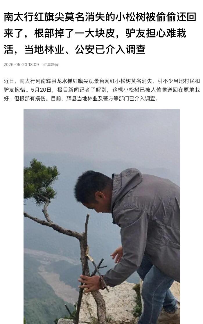 “太让人气愤了！”河南红旗尖观景台，一棵长在悬崖边火遍全网的网红小松树被人连根挖