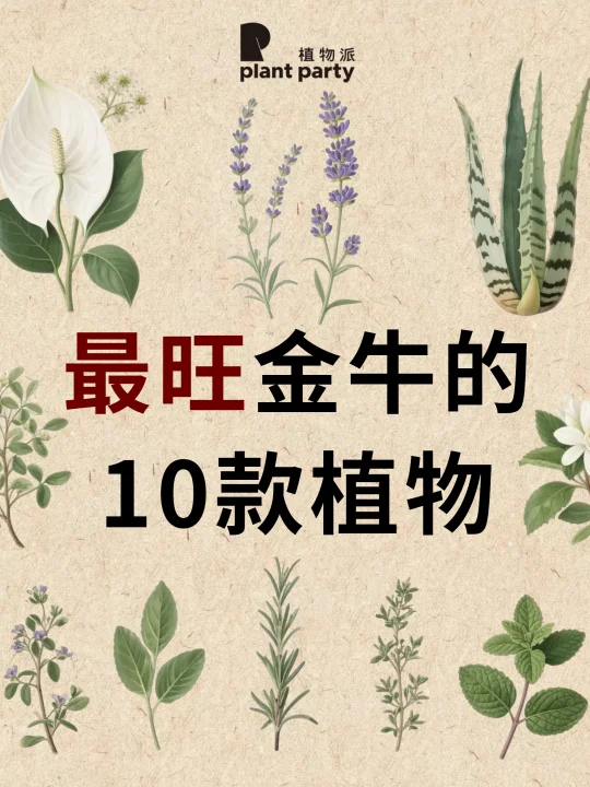 金牛一生最旺的植物💰旺到发光