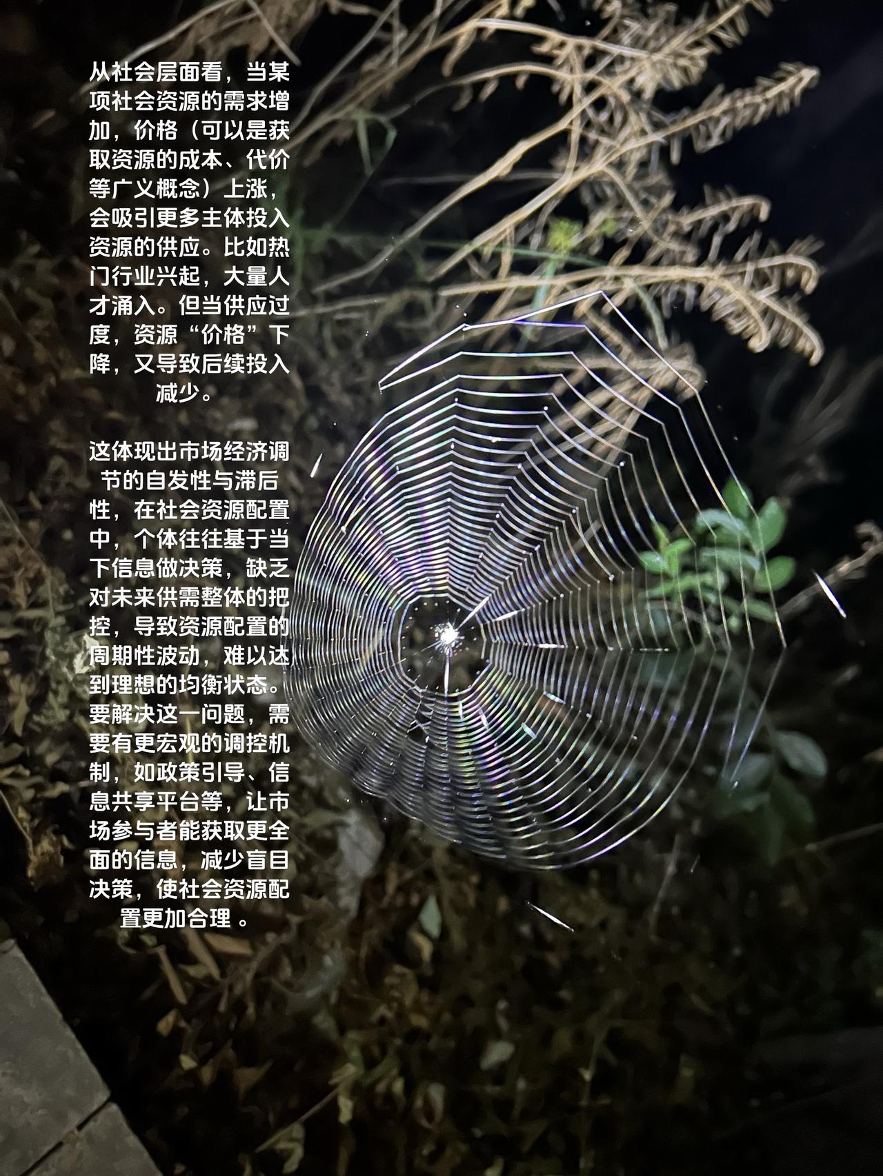 蛛网理论常被用于分析农产品市场，但其内涵在社会环境下有着更广泛的意义。从社会层面