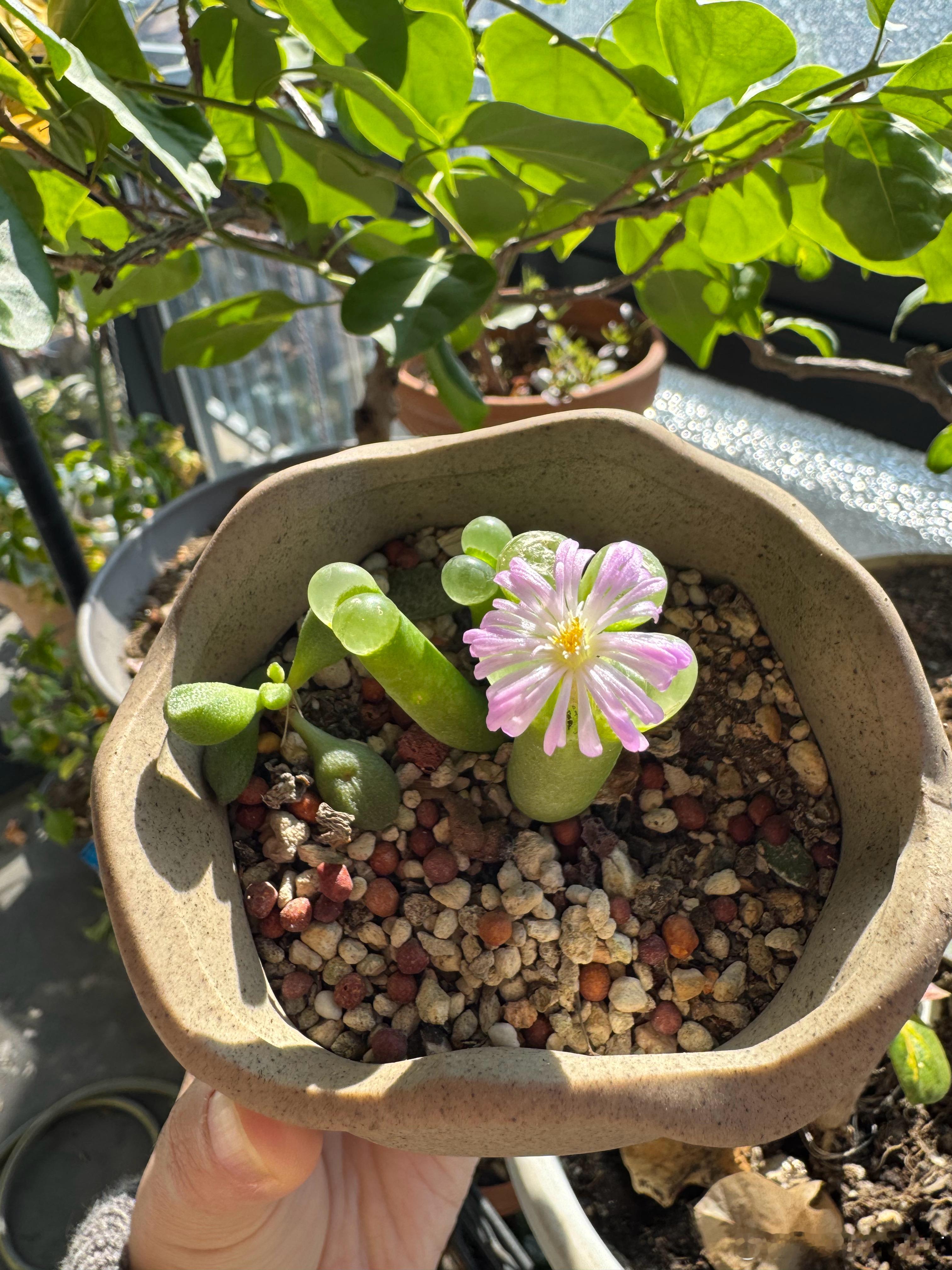 安奶奶的多肉开花了这个多肉小时候矮矮的很像一个个小屁股所以我叫它们小屁股是安奶奶