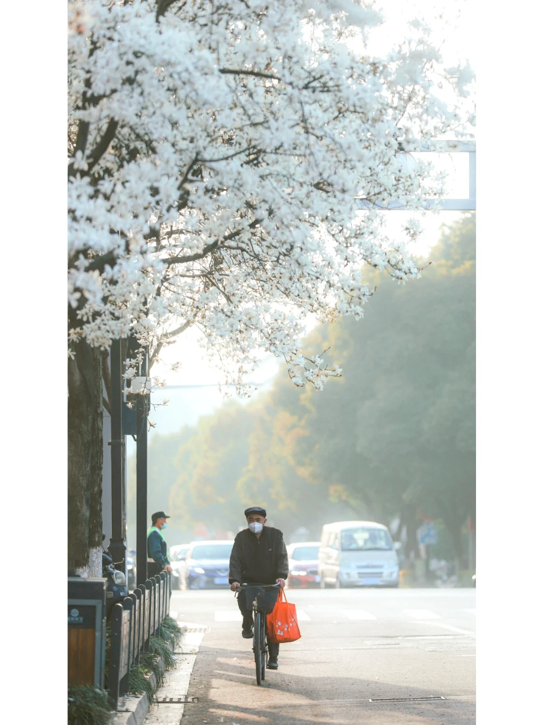 🌿20°的春天🍃玉兰花🌷树下苏州独有的浪漫~