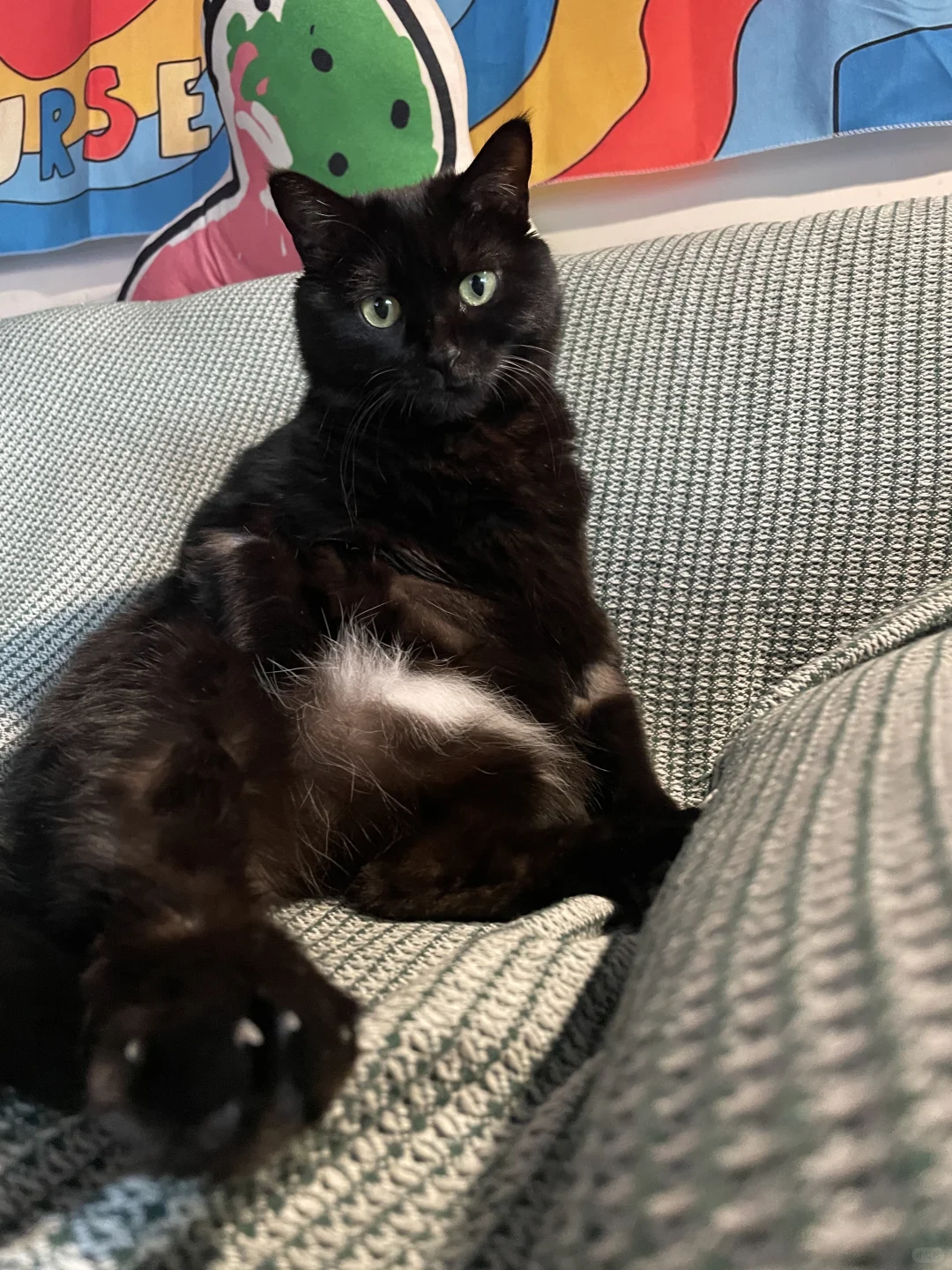 怎么一只小猫可以又油又傻又可爱的啊