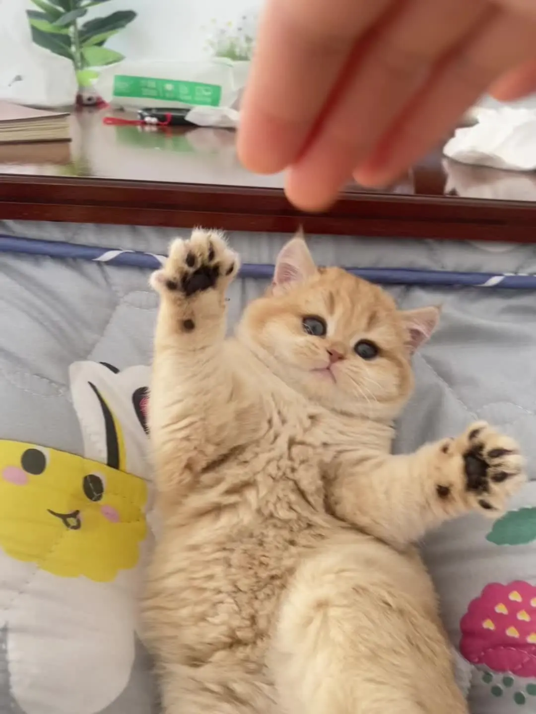 谁能拒绝傻憨憨的小猫咪