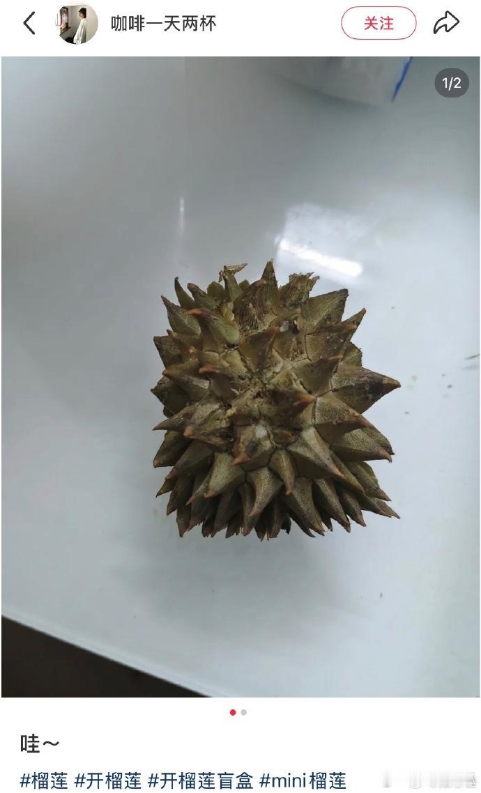 这榴莲怎么还住上单间了开榴莲开了个寂寞，果肉没多少，核倒是住上了独立单间，这波血