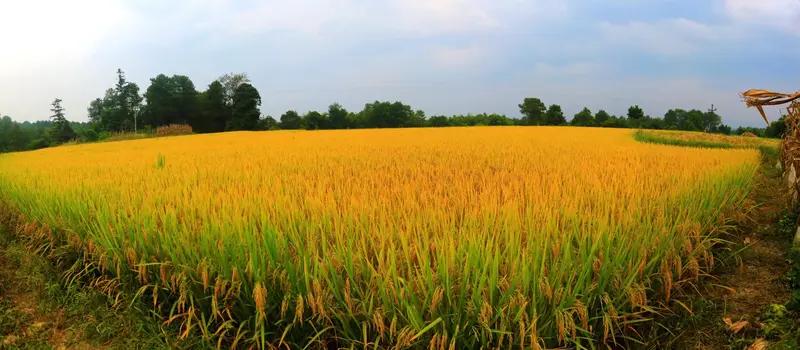 看到这个上联“节节莲藕泥中睡”，感觉还挺有意境的，莲藕一节节的，在泥里仿佛沉睡一