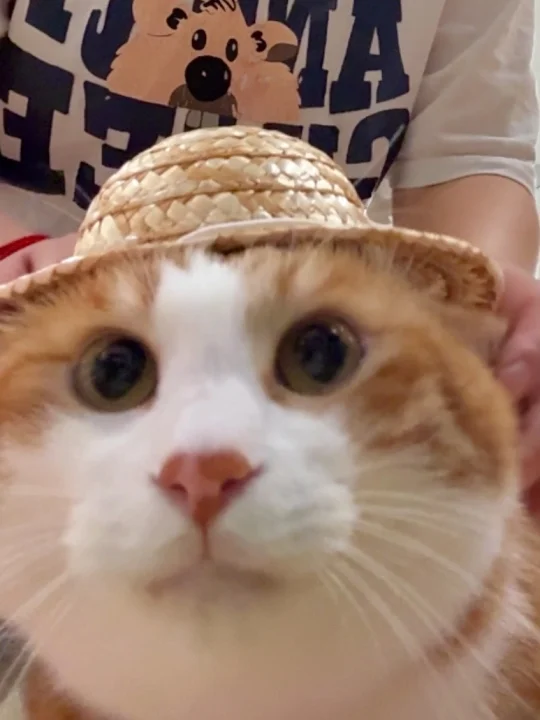 老农咪