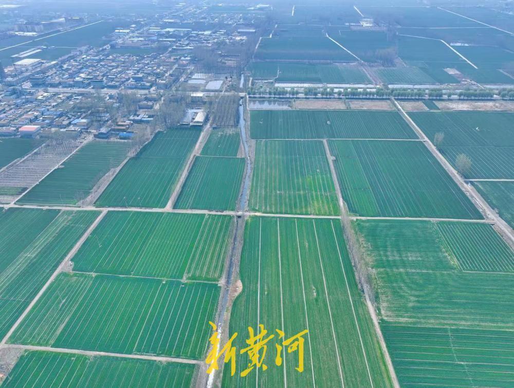 济南白云湖畔麦田翠绿，美不胜收！4月1日，在济南白云湖湿地公园旁眺望，一望无际的