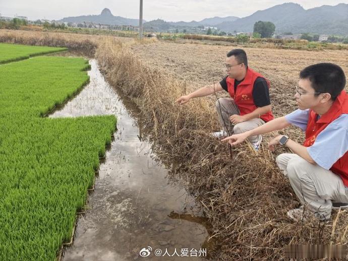 台州红马甲蹲进田头帮农户守好粮袋子 当前正值水稻秧苗生长关键期，台州市天台县平桥