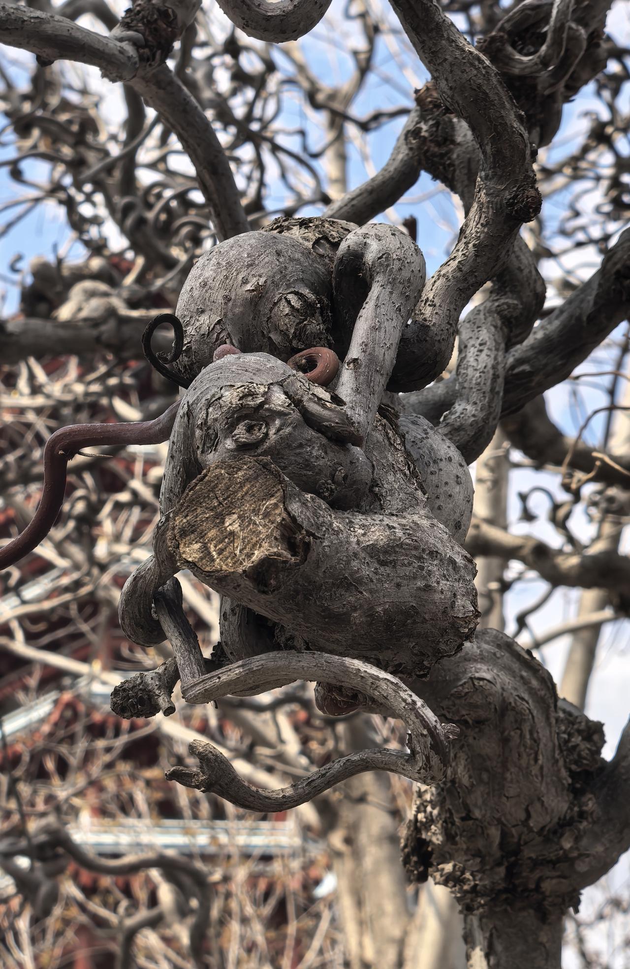 春日生活打卡季气温起来了，头脑也活跃了，看见图一中有两只大象，图二中小猴背大猴。