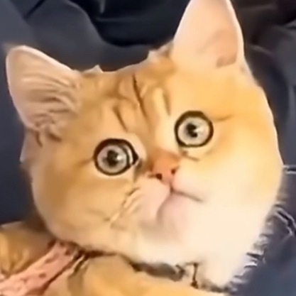 猫咪趴错主人一脸震惊 咪：who are 油！！！！！
