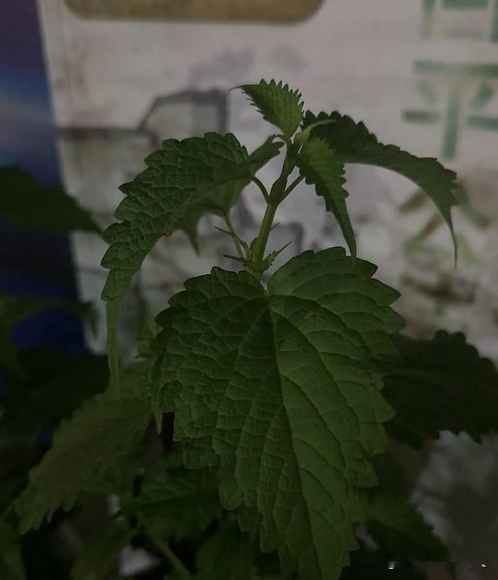 催收突然消失了，是暴风雨前的宁静吗？

终于忙完月底，坐下来歇一歇，突然发现一个