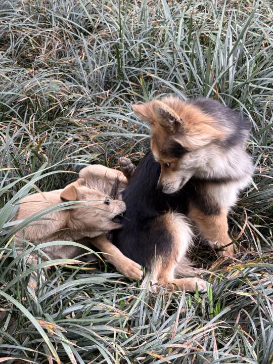 并不粘人也不粘狗的小黑
