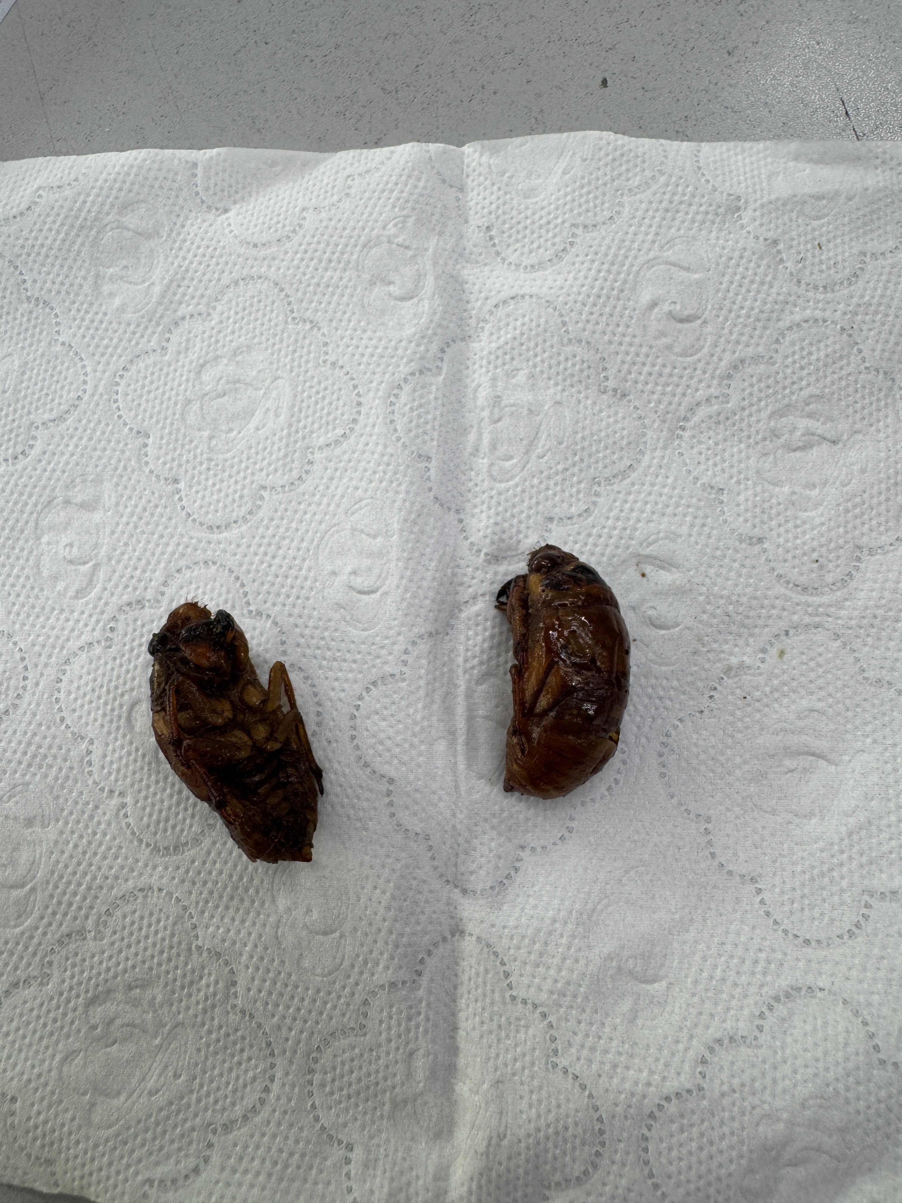哈哈哈上午茶时间到了[酷] ​​​