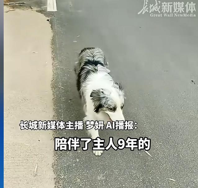 百万粉丝的网红边牧“锄头”被人偷走，卖了180元，被宰杀了！最终核定宠物价值仅2
