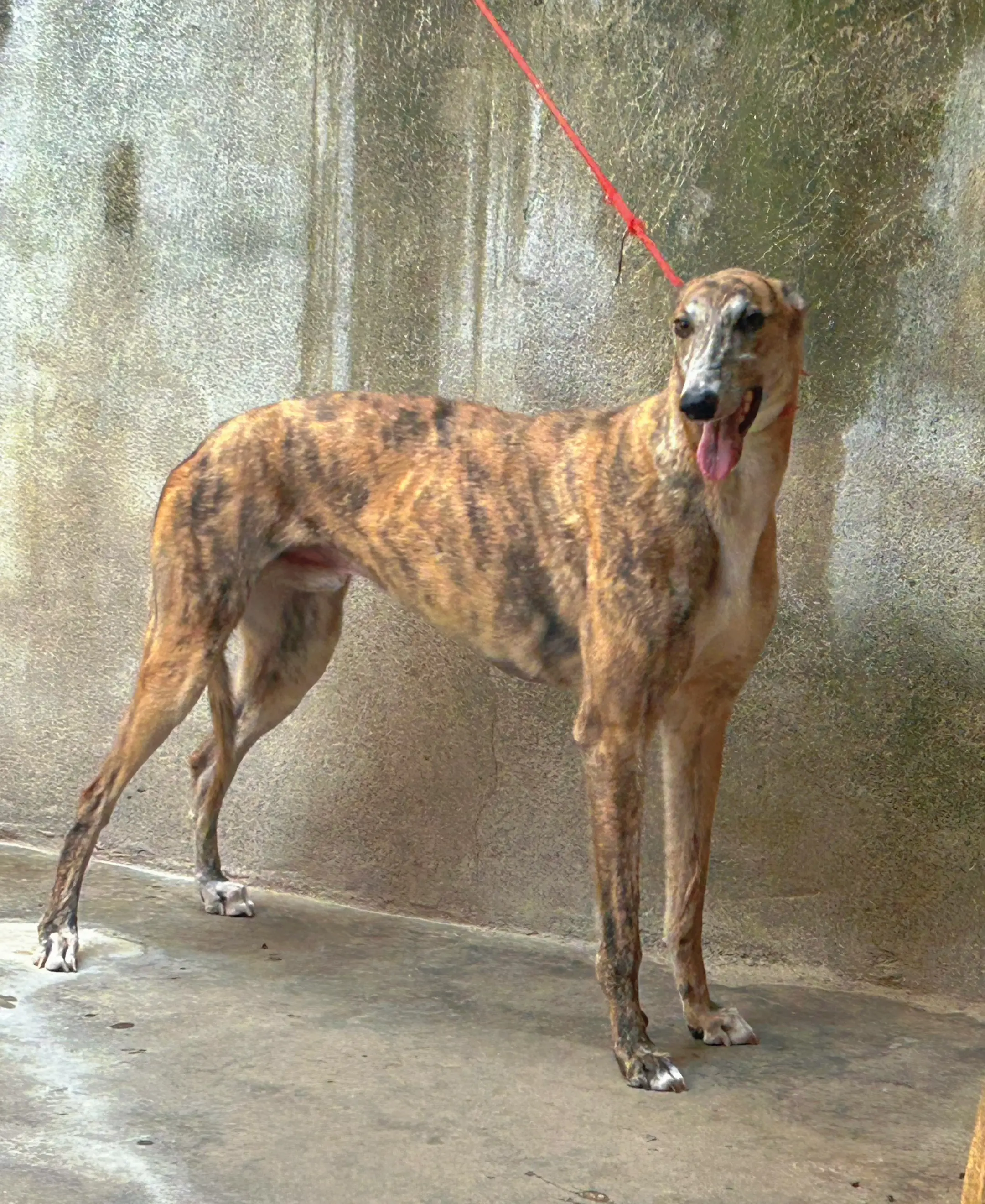 爱犬，大梨花。诺里斯孙代，老血统实战格力犬