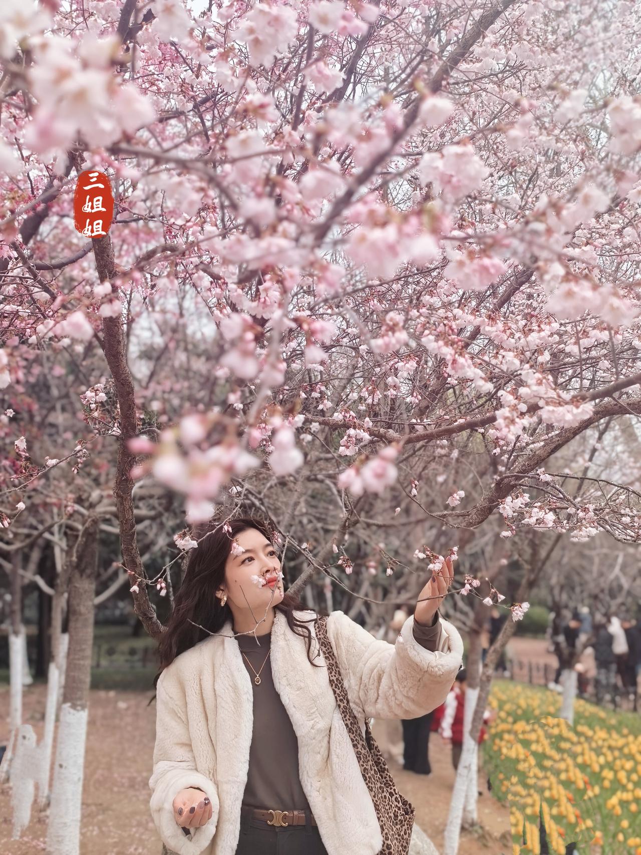 郑州樱花已开，来人民公园赏樱的人纷踏而至。
春风送暖来，繁花次第开；当下的郑州已