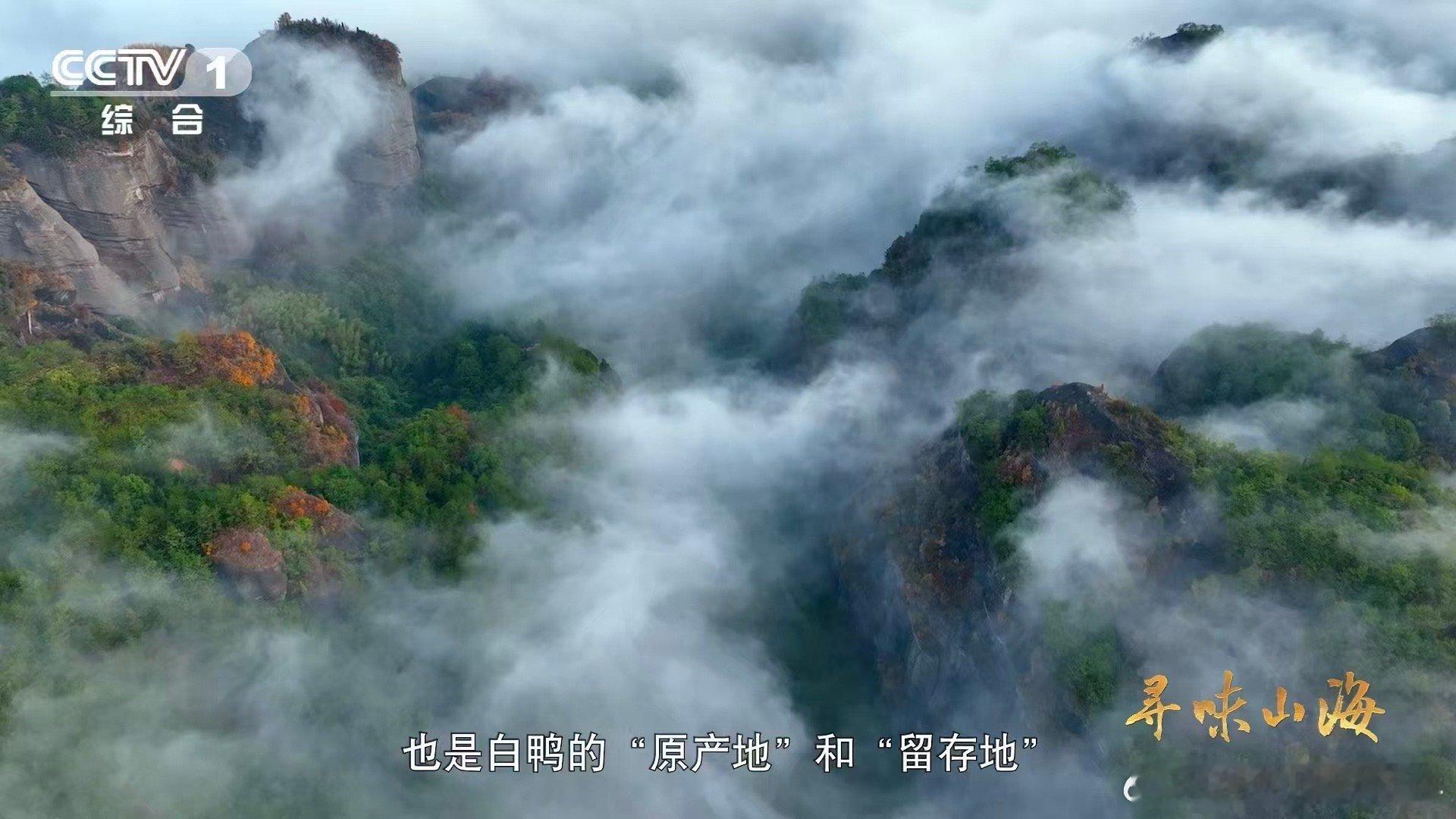 第一次知道老家特产有多牛颜值赛道也让小鸭子闯进来了 被福建连城白鹜鸭的颜值惊艳到