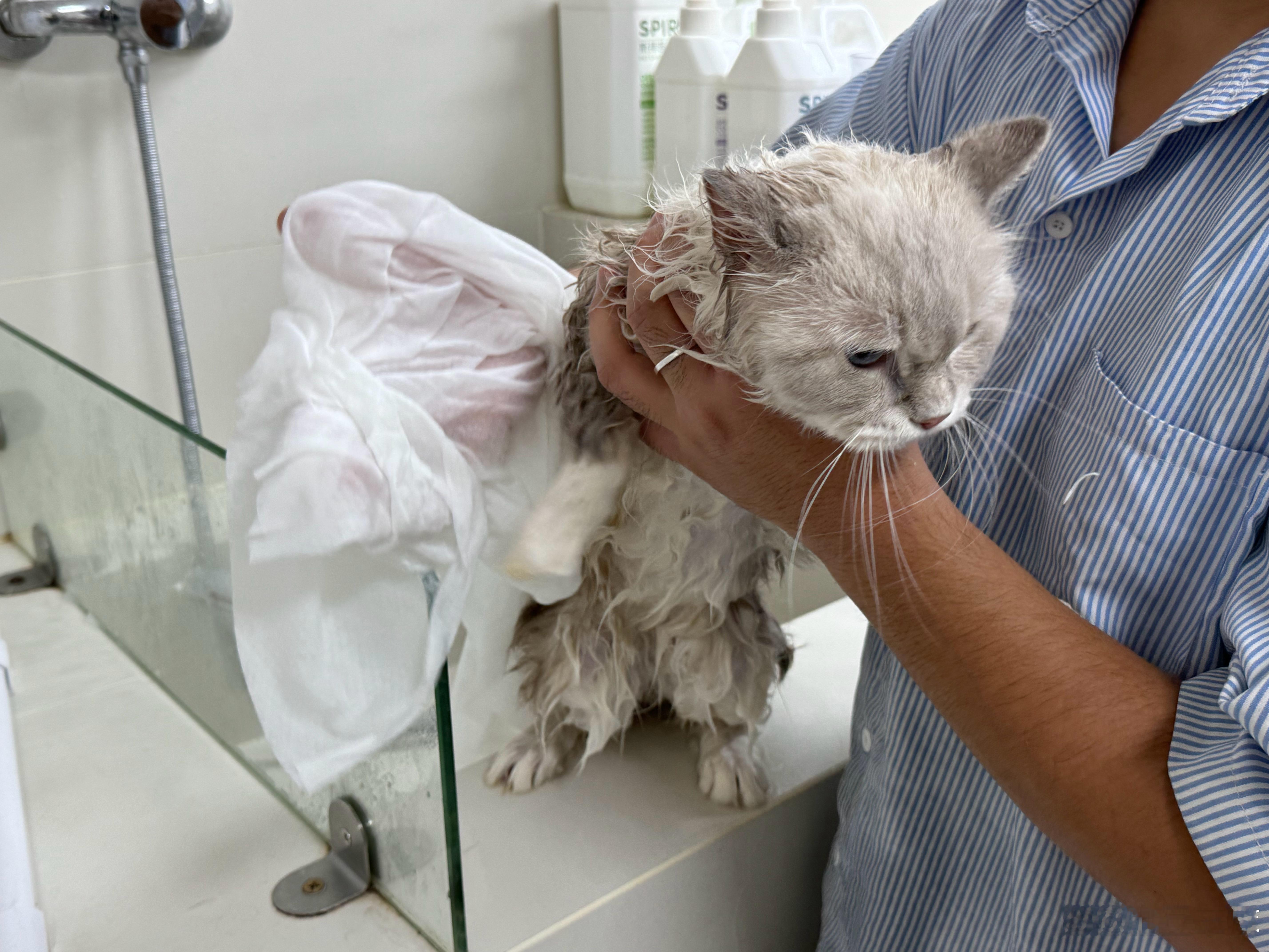 给小猫洗澡这家伙必须要我在才听话 不然应急反应要咬人 ​​​