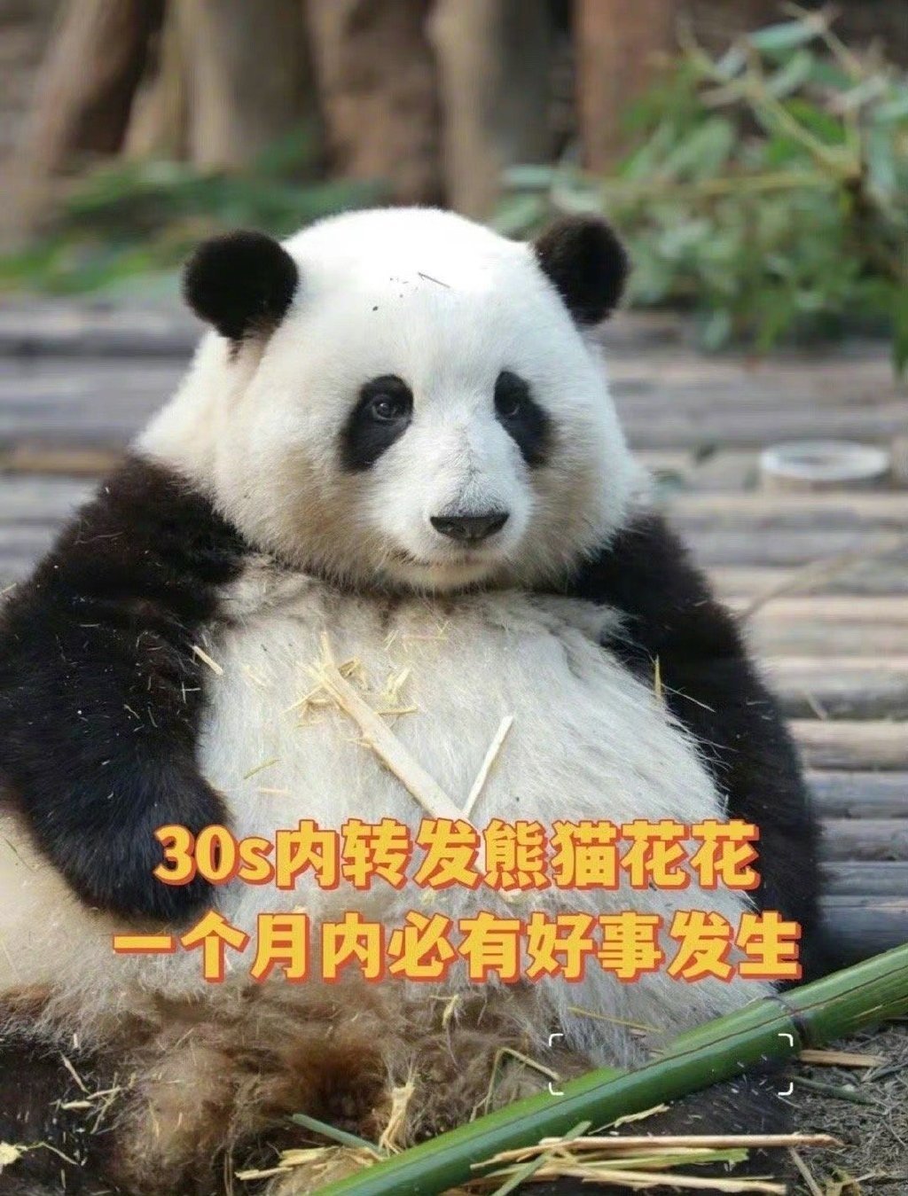 遇见花花的你，许愿超灵 