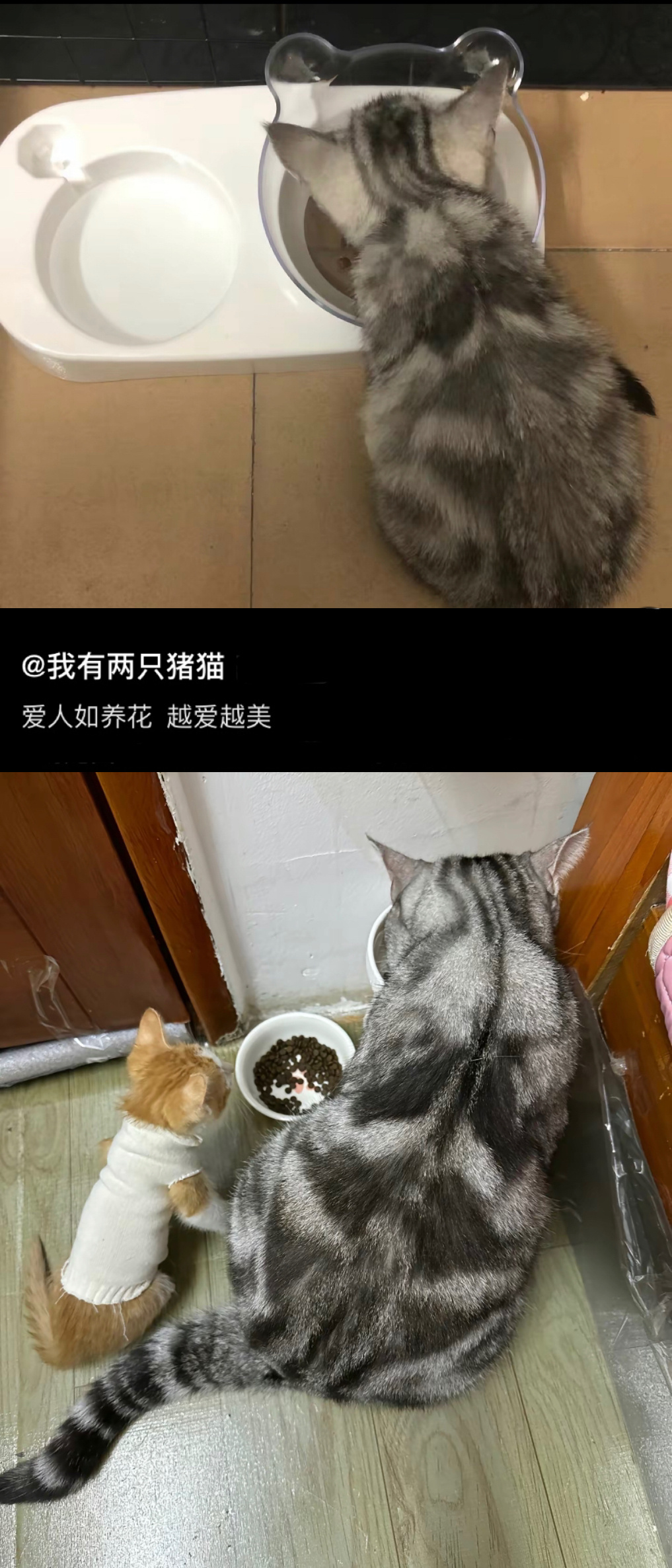 爱人如养花，爱猫如蒸馒头[开学季] ​​​