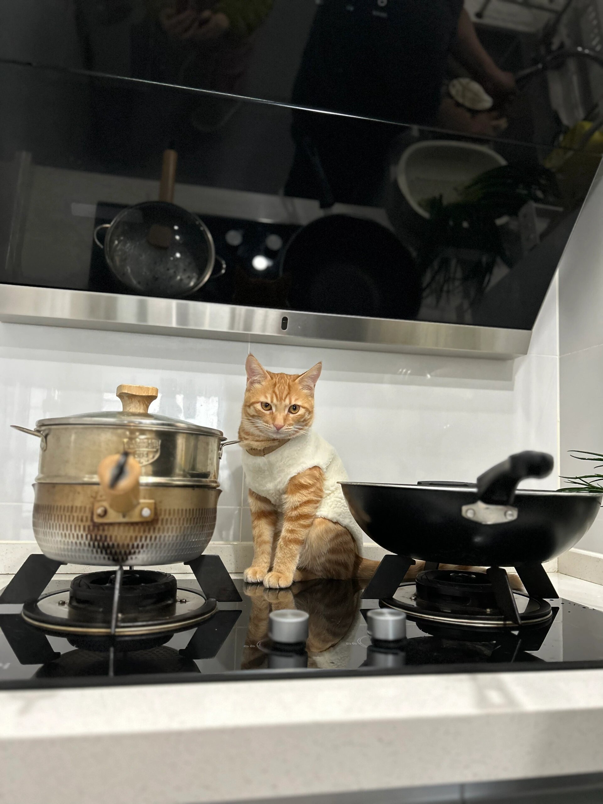 哪里不需要小猫咪哪里就有小猫咪 ​​​