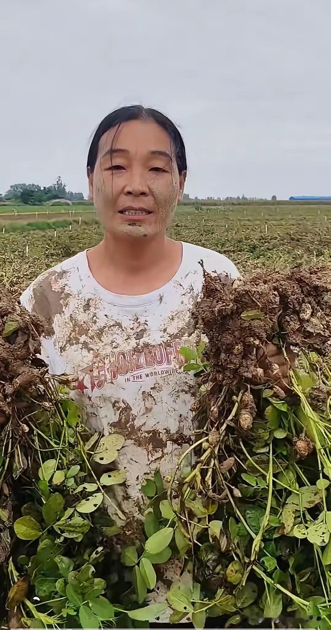 河南农民在水洼地里收花生。有人说都这般田地了，还收它干什么，扔地里完事。

真是