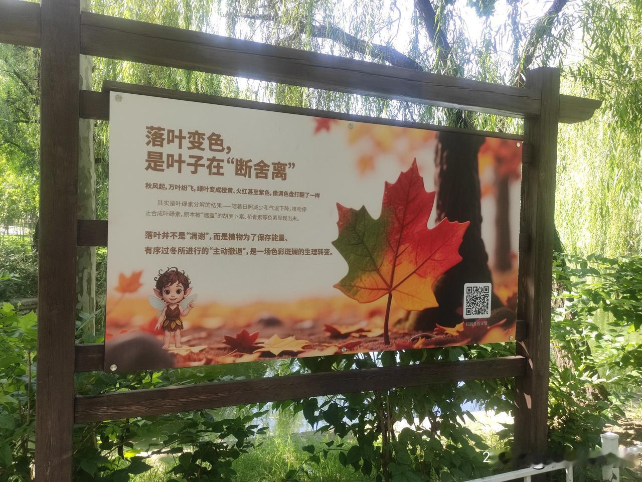 遛公园赏景锻炼还学知识！
你知道叶子为什么会变色吗？
为什么一年四季会有春、夏、