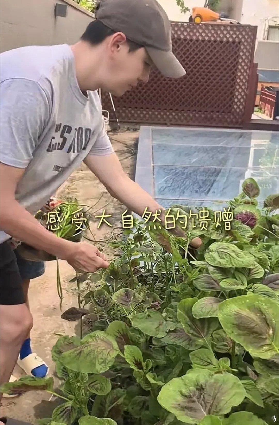 经超家里的别墅后院真大，小李琳晒菜园“丰收”了，一家三口端着小铁盆摘蔬菜，纯天然