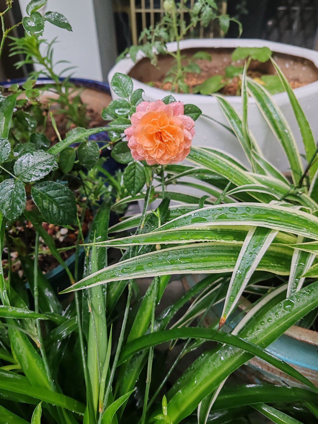 在6月23日结束的世界杯小组赛第二轮中，足坛上演了极具戏剧性的一幕：梅西、姆巴佩