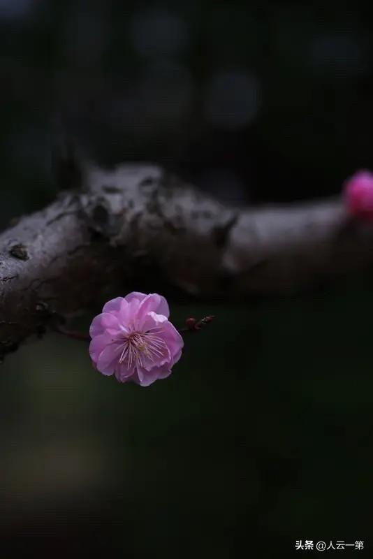 下联：梅蕴严寒整冬红。彰显文人的审美志趣。