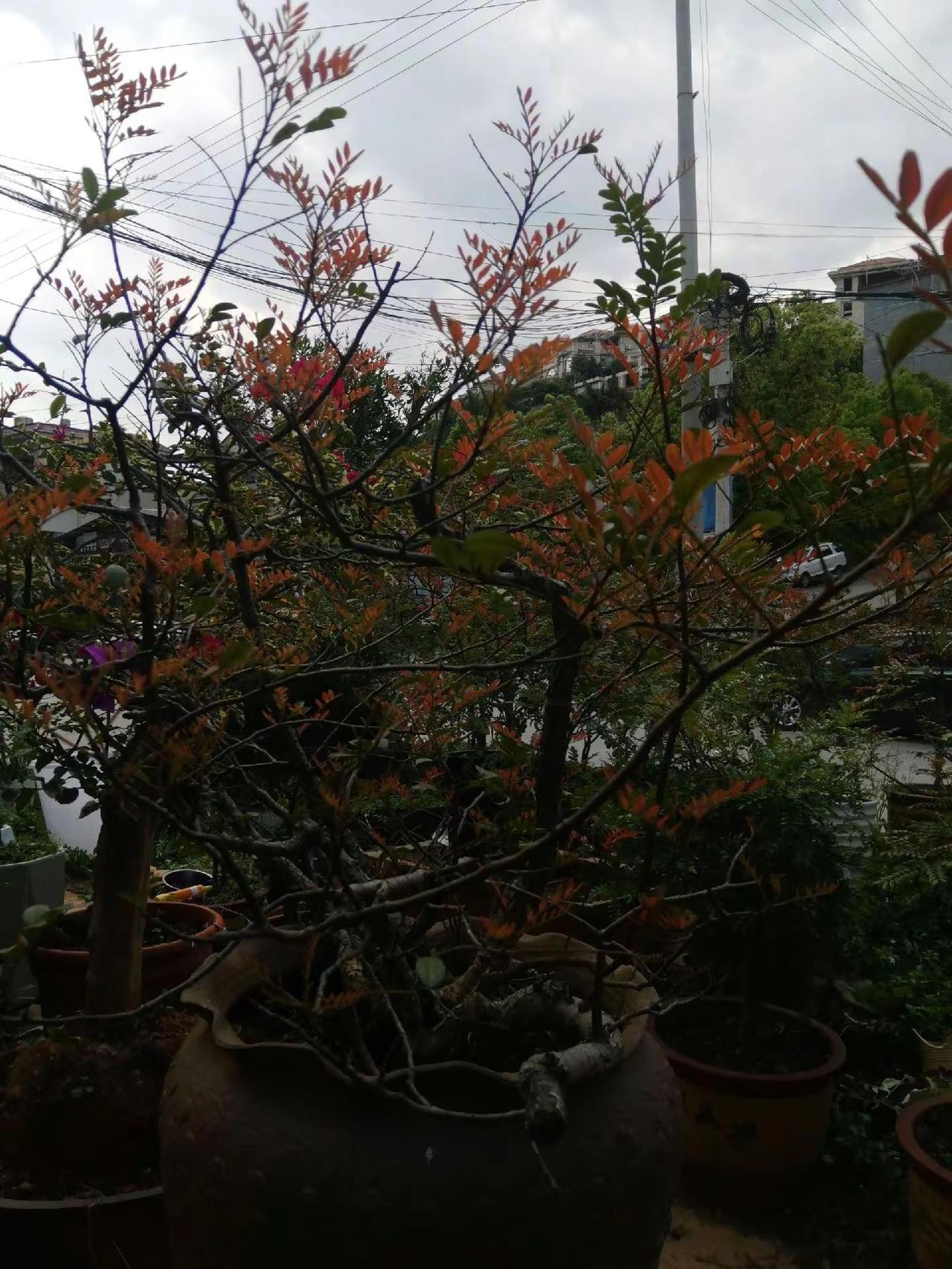 焗红，慰自己，赠心春…       曾冬春交换之际你满妆的橙色，亦是风景有致；入