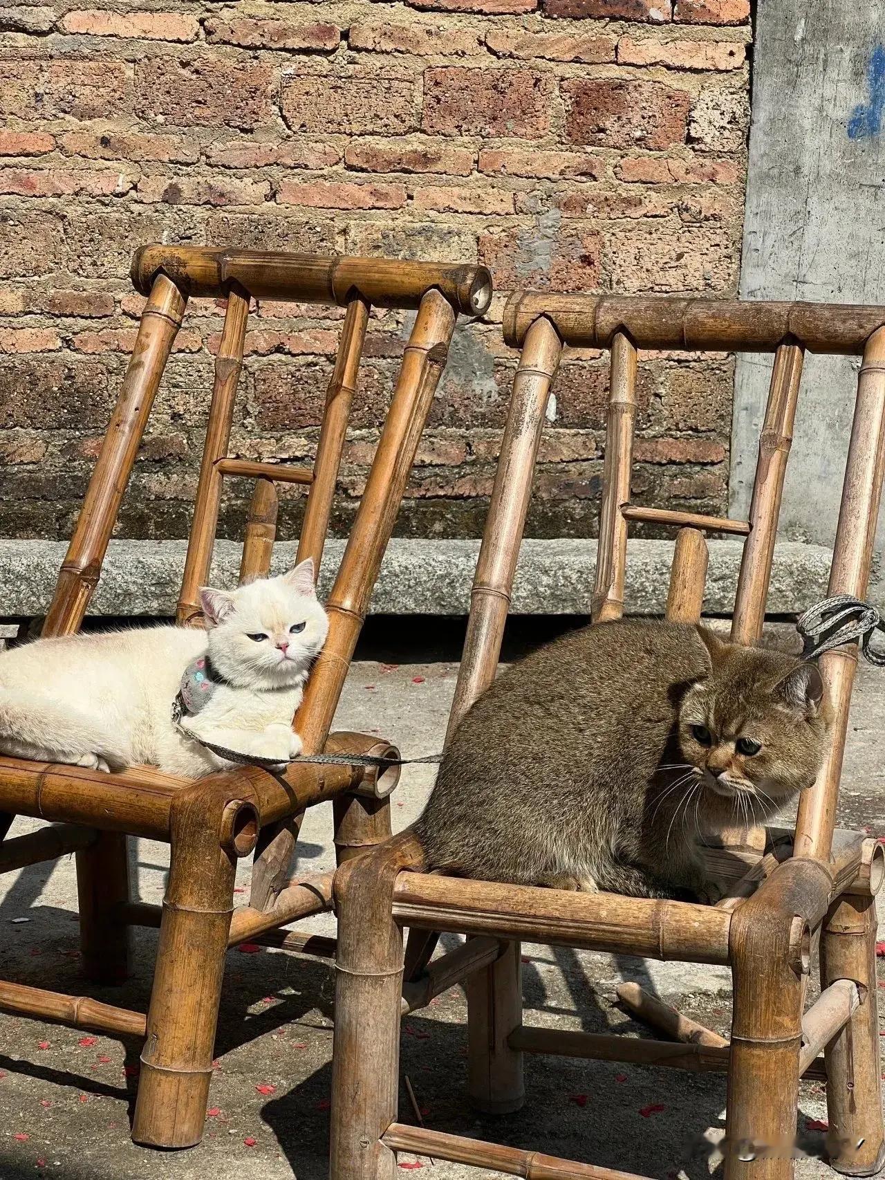 椅子都发猫了，拿出来晒晒！ ​​​