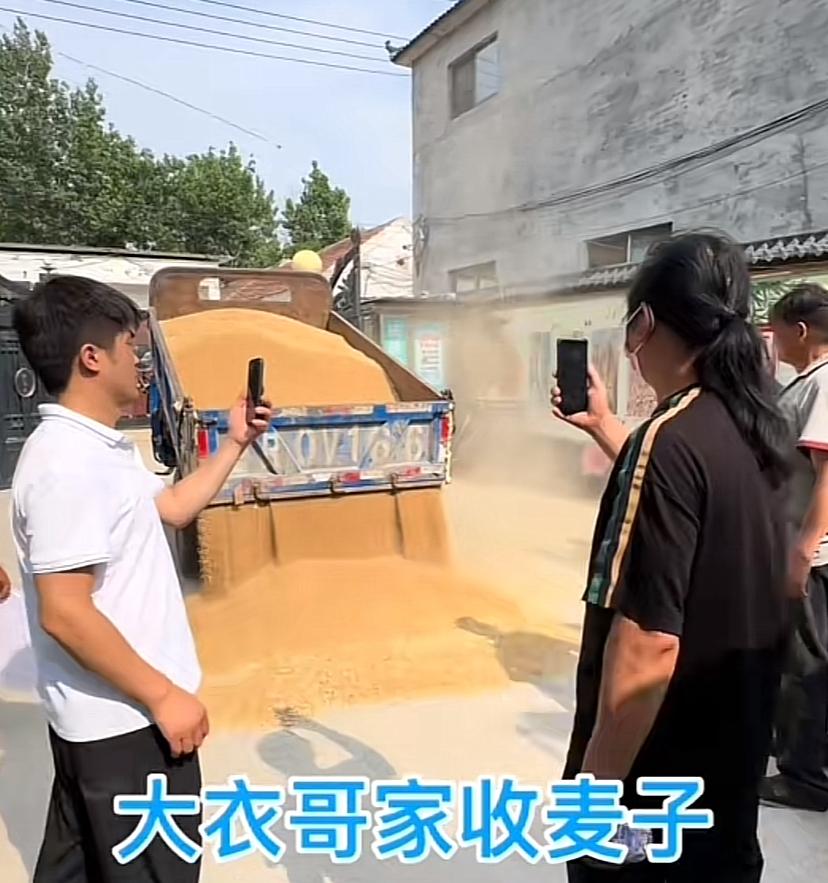 大衣哥家收麦子，网民抓到流量了，人人举个手机拍。现在一斤麦子1.2元左右，这一大
