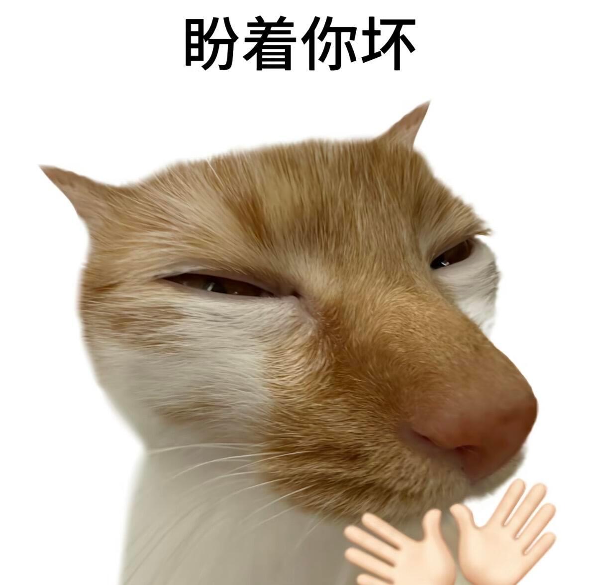 日常 | 表情包 | 猫咪 | 抽象 | 沙雕表情包 | 可爱 
