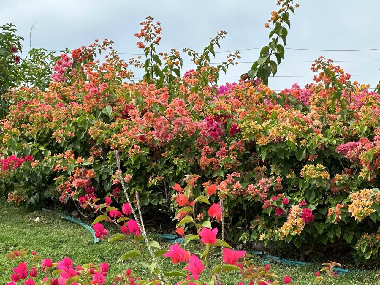 谈谈张水华和鱼跃医疗产品代言的风波。
张水华至今在互联网上还是一个有话题有流量有