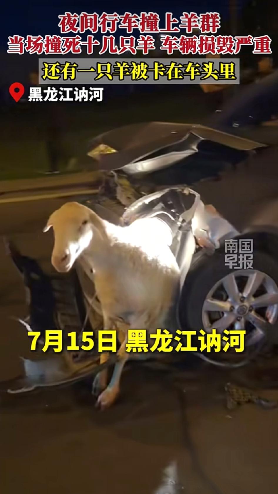 一只羊卡在了银色轿车的车头缝里，身体变形，完全嵌进去拆不下来。旁边路面横躺着十几