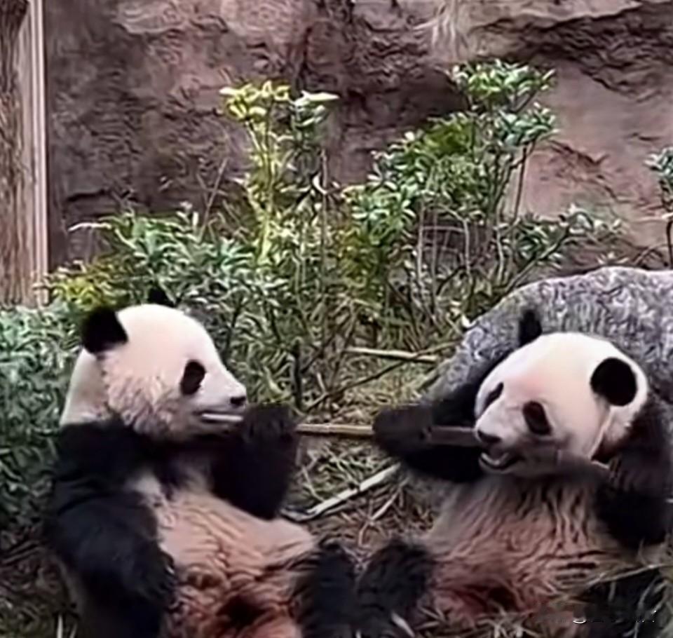 日本盯上了湾湾的“熊猫”！

随着“晓晓”和“蕾蕾”回国的日子越来越近，日本提出