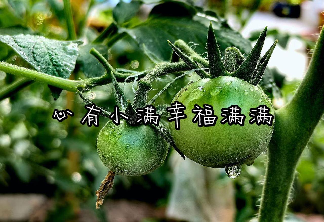 心有小满幸福满满