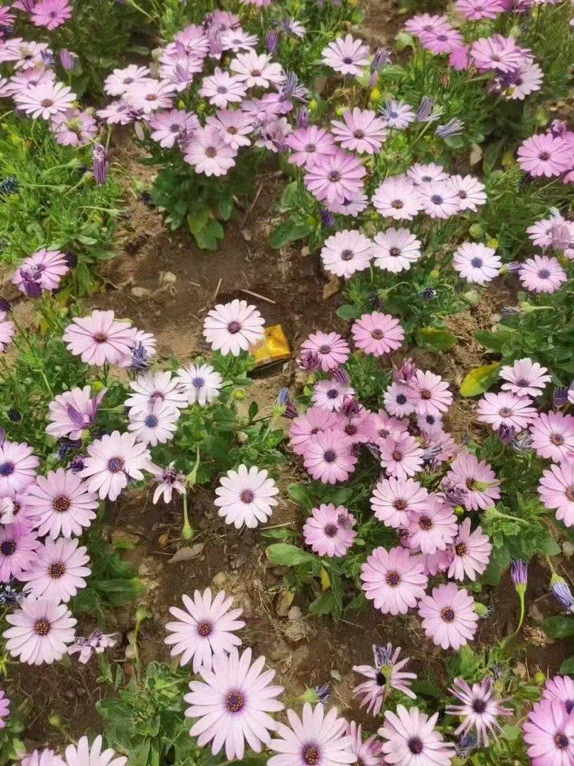 花展最全打卡指南来了北京花境一步一景太美了满城春色温柔上线，北京花式景观氛围感拉