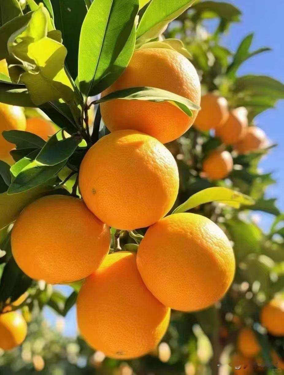 冬日生活打卡季今天到福州市闽侯县白沙镇马坑村采摘园。经得起四季的变幻，守得住甜蜜