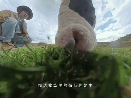 想看小牛竟被牧场做局 好的天然牧场能养好的奶牛，而好的奶牛更能产出优质的牛奶，牛